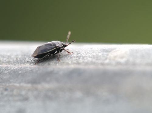Free Close-Up of a Phylinae Jumping Tree Bug Stock Photo