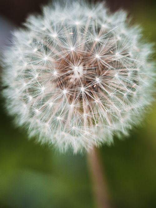 Free Close-Up of a Dandelion Seed Head in the Spring Sunshine Stock Photo
