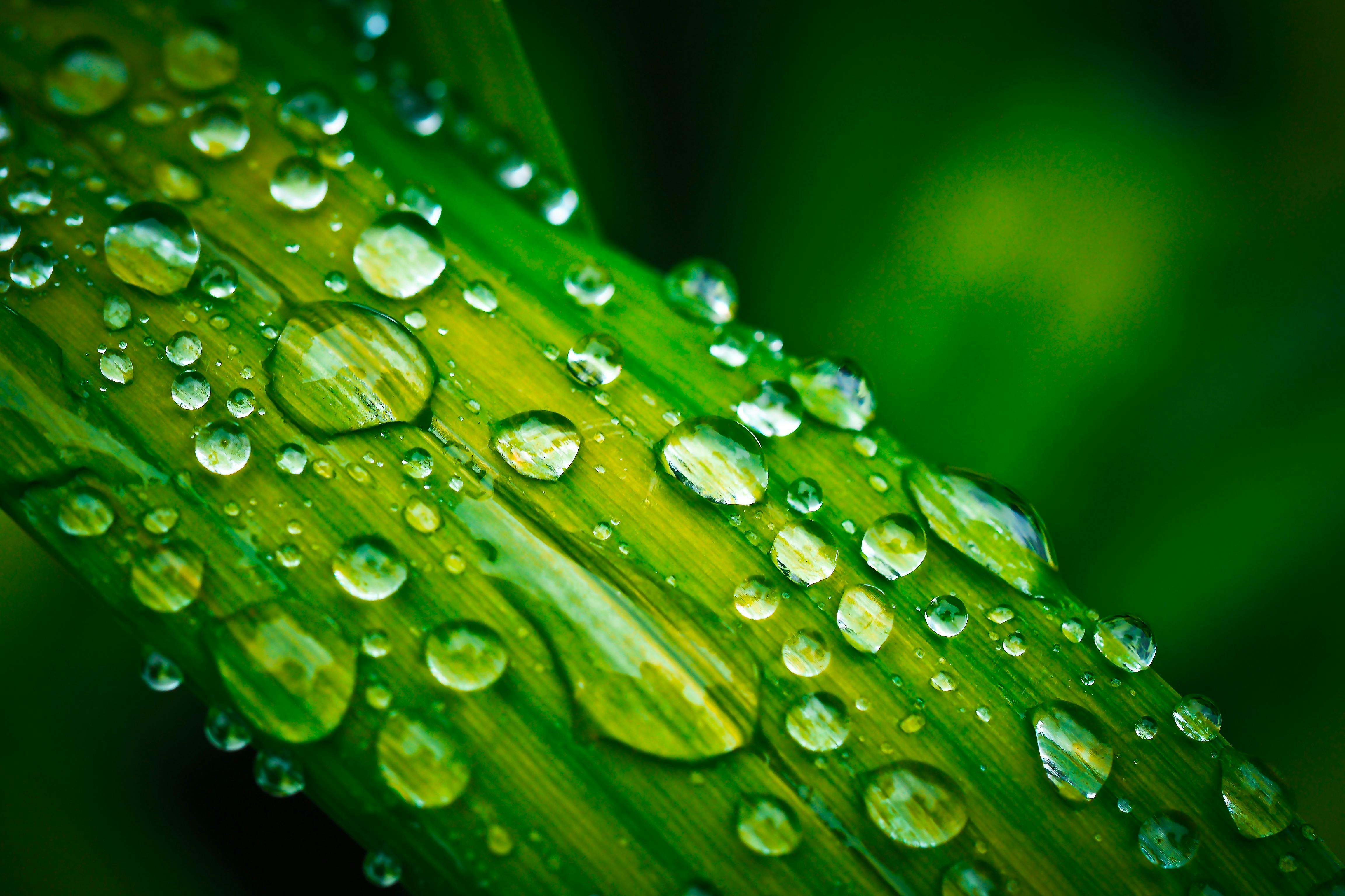 wallpaper for your desktop water drops on flowers mallow closeup  Stock  image  Colourbox