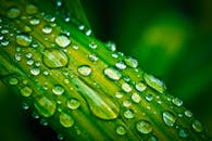 特写镜头捕捉了新鲜露水滴在充满活力的绿叶上的宏观图像，尽显自然的优雅