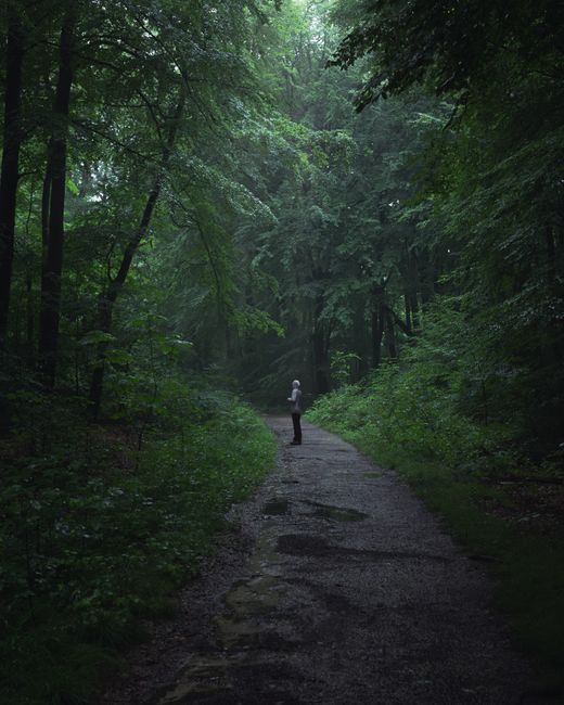 Explore the tranquility of a lone hiker on a misty forest path surrounded by lush green trees.