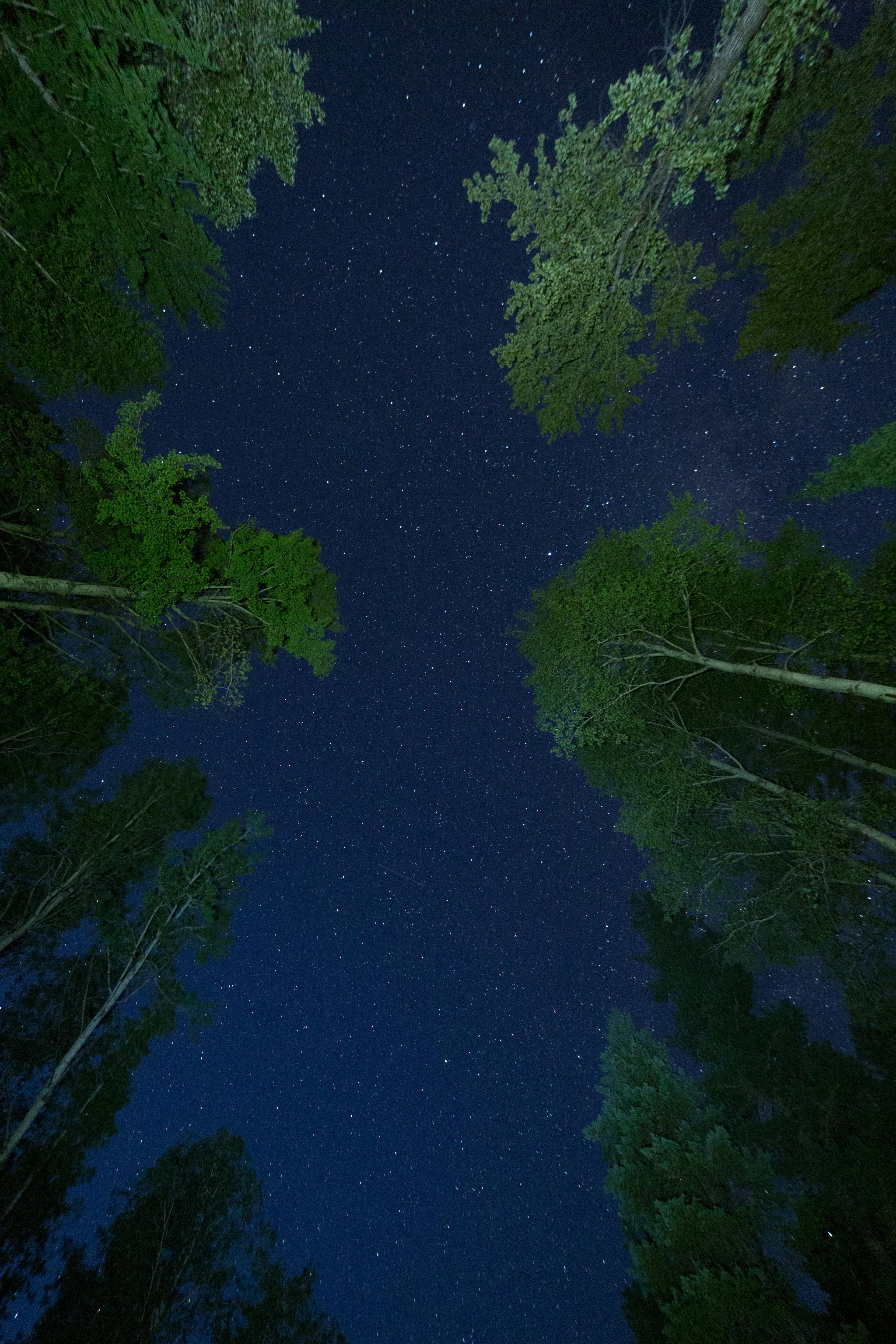 low angle photo of green trees