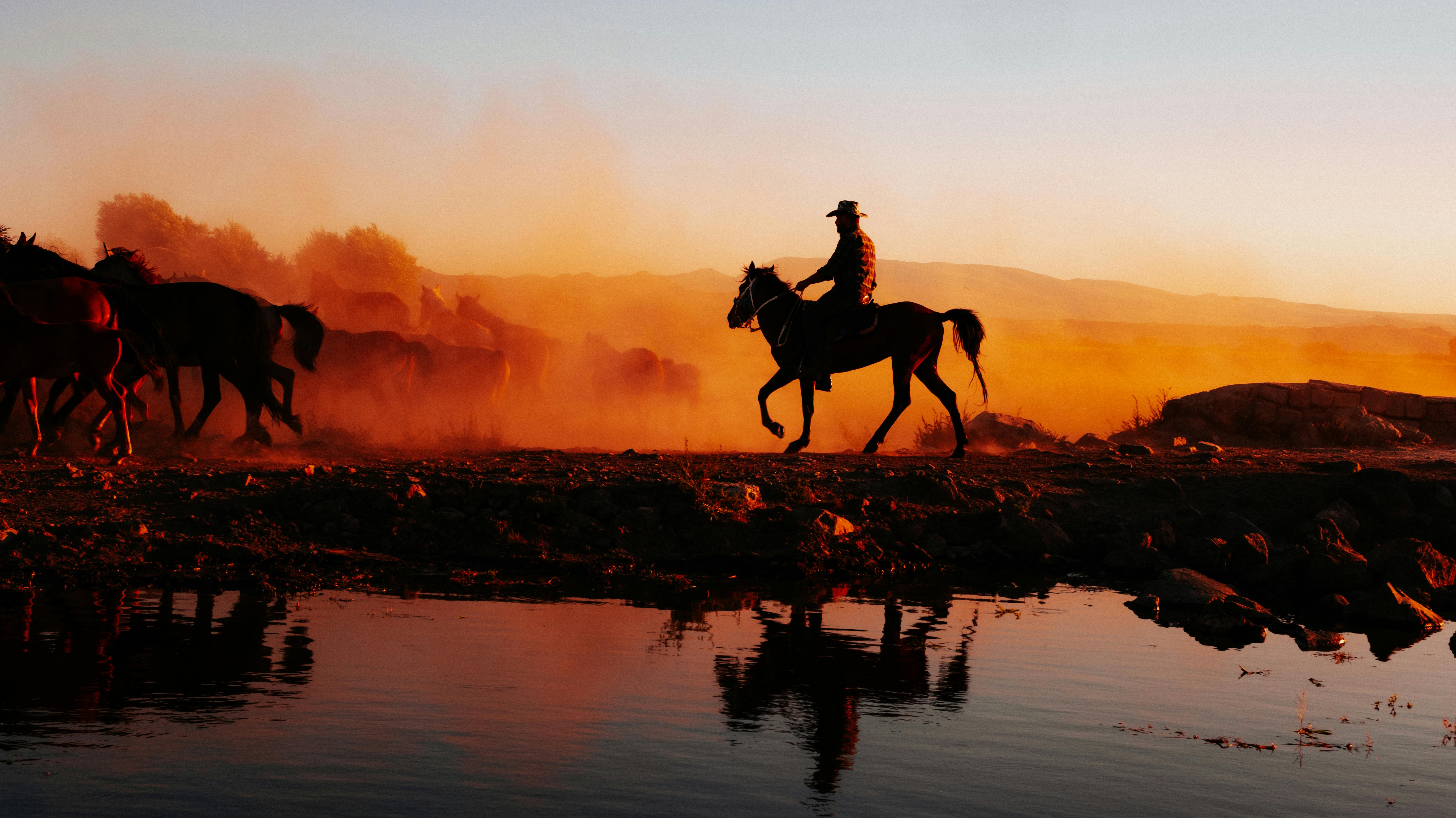 cowboy behind herd of horses at sunset