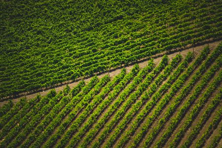 Impulsa tu negocio rural con ayudas para inversiones
