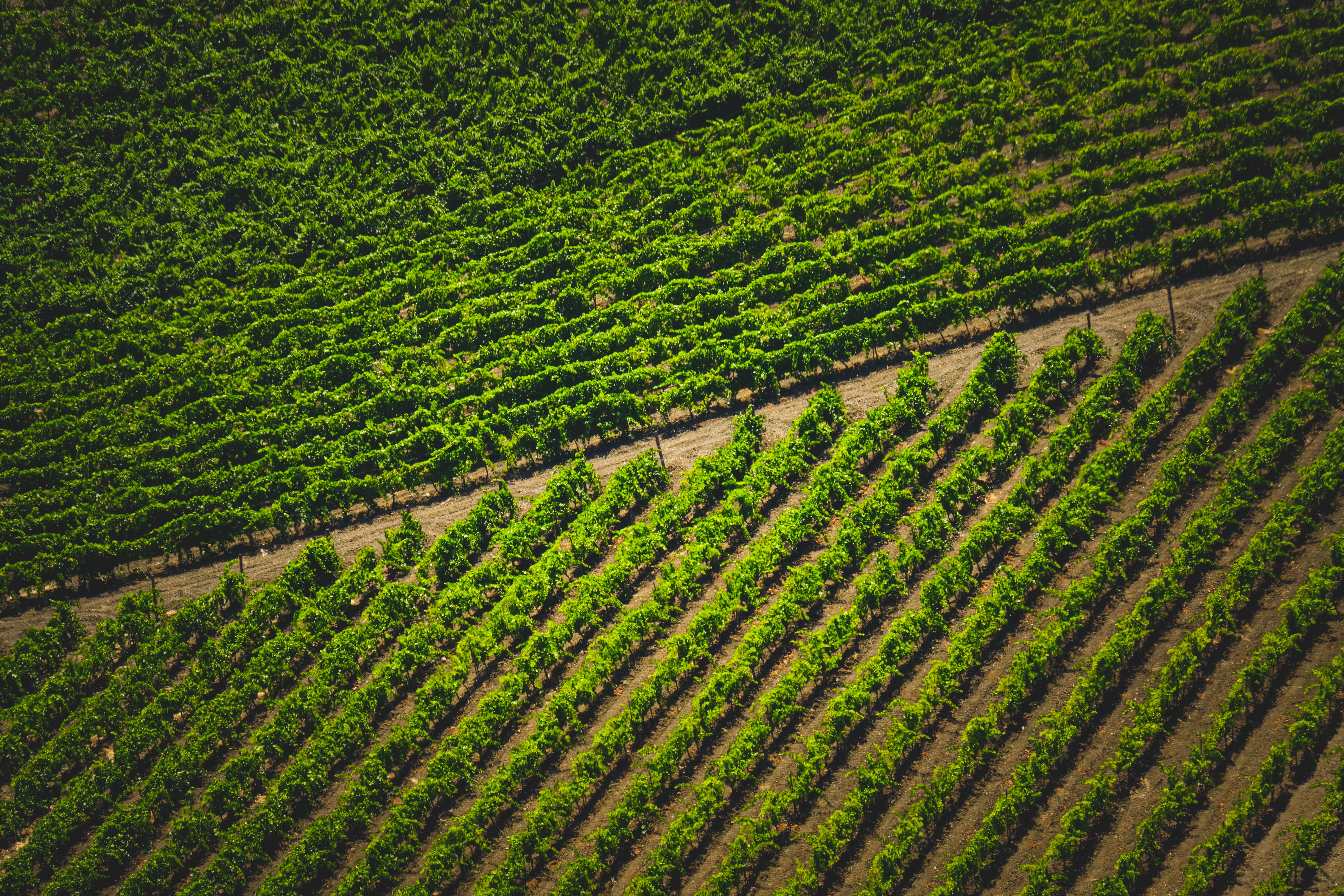 Aerial View of Vineyard · Free Stock Photo