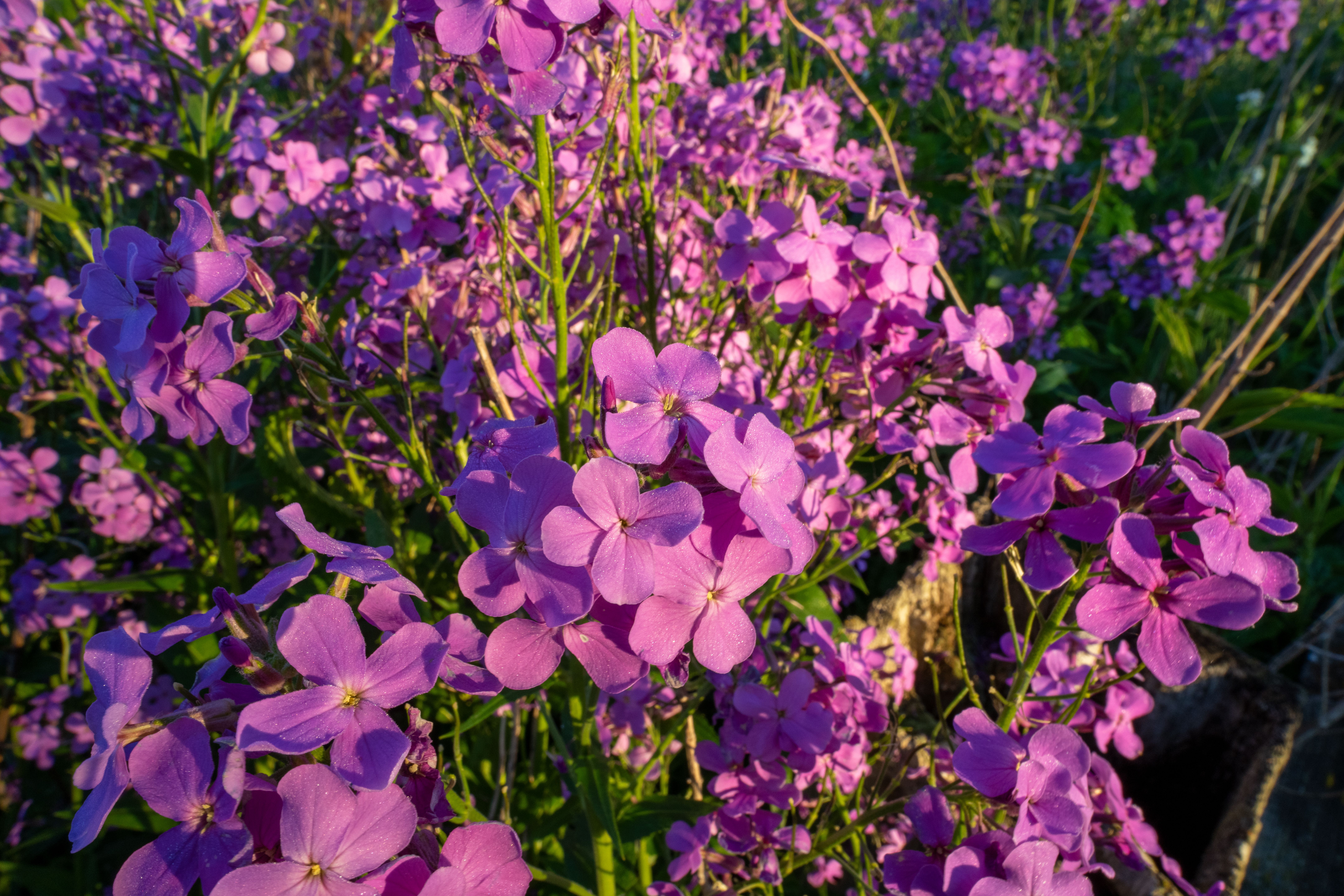 Minnesota state flower — flowers