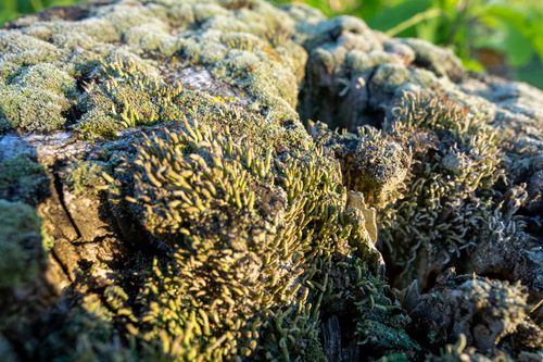Free Detailed shot of moss growing on tree bark in Weaver, Minnesota, highlighting natural textures. Stock Photo