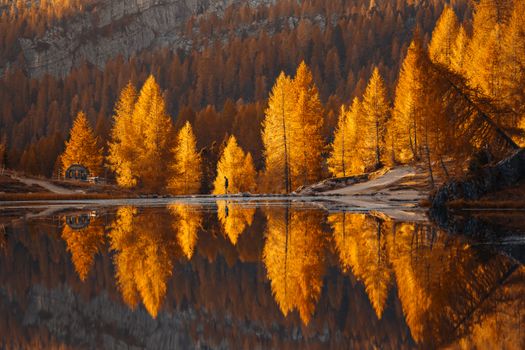 A serene autumn scene with golden trees reflecting in a calm lake, featuring a lone walker.