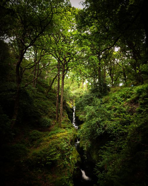 Free Discover a serene forest sanctuary featuring dense greenery and a hidden waterfall. Stock Photo