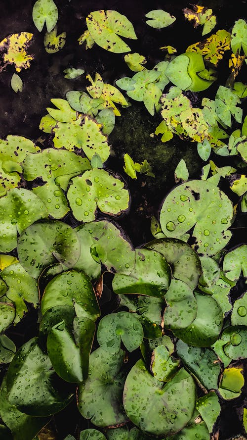 Photo of Water Lily Plants