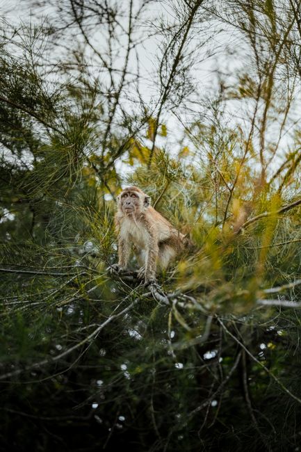 A wild monkey perched among dense foliage in a Malaysian forest, exhibiting natural behavior.