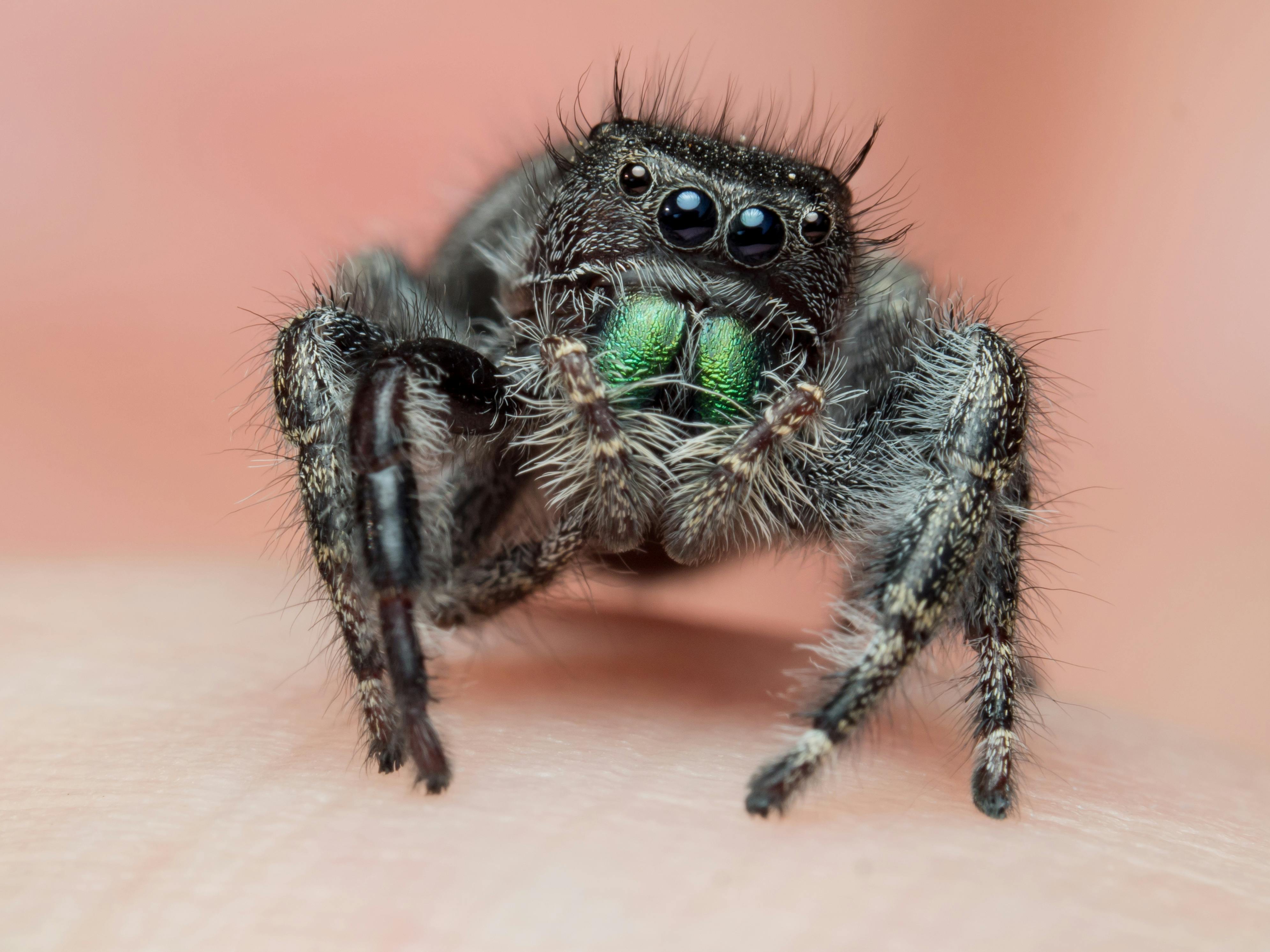 Acanthoscurria