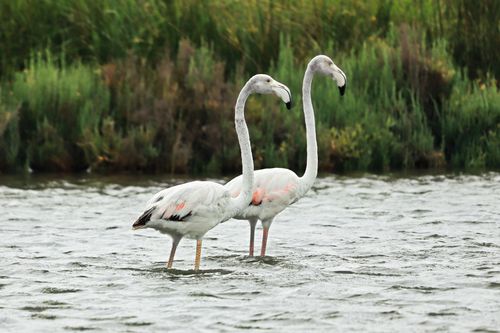 Free Two flamingos standing in water surrounded by lush greenery in Cavallino, Italy. Stock Photo