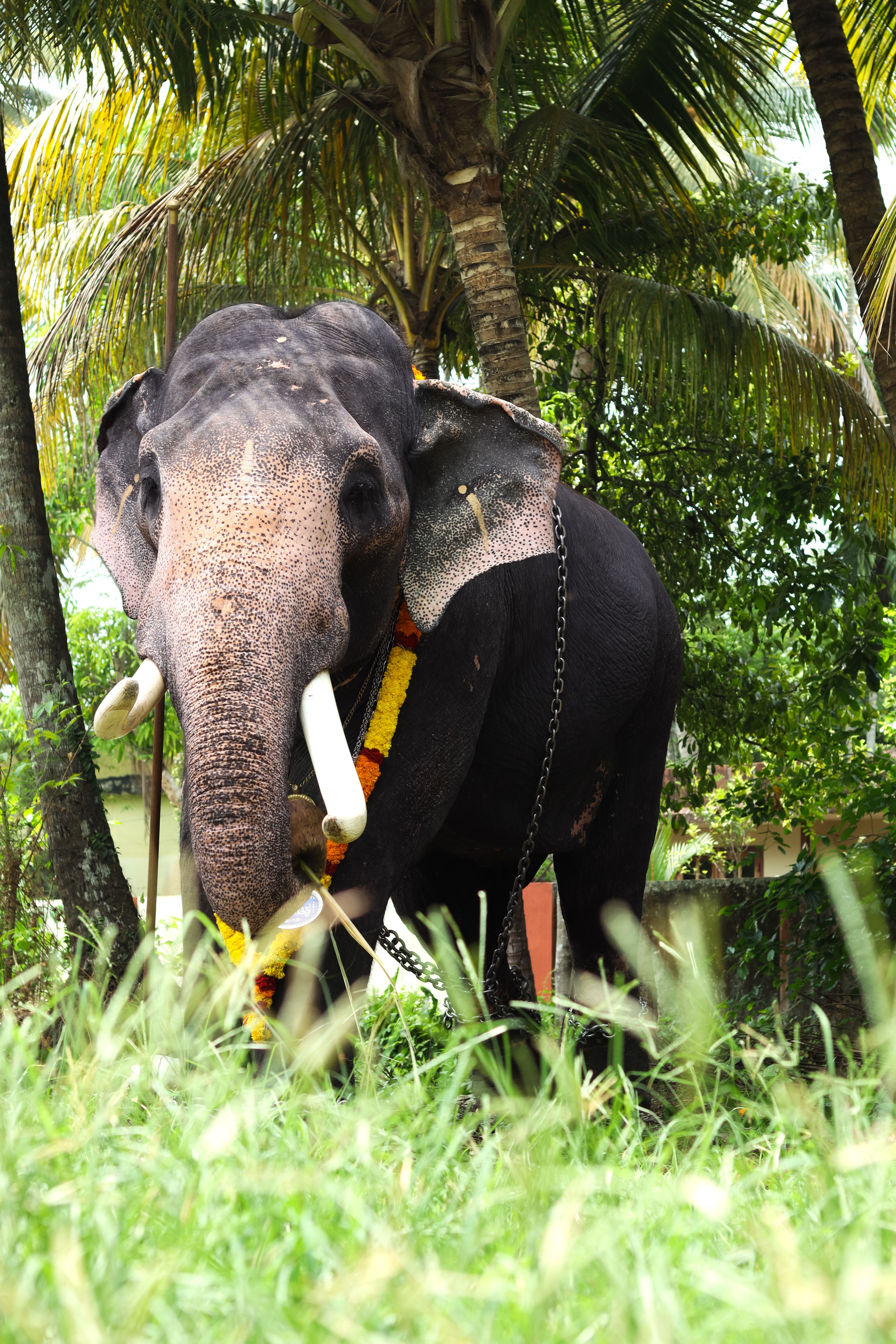 A grand elephant adorned with flowers stands amidst tropical greenery in Alappuzha, India.