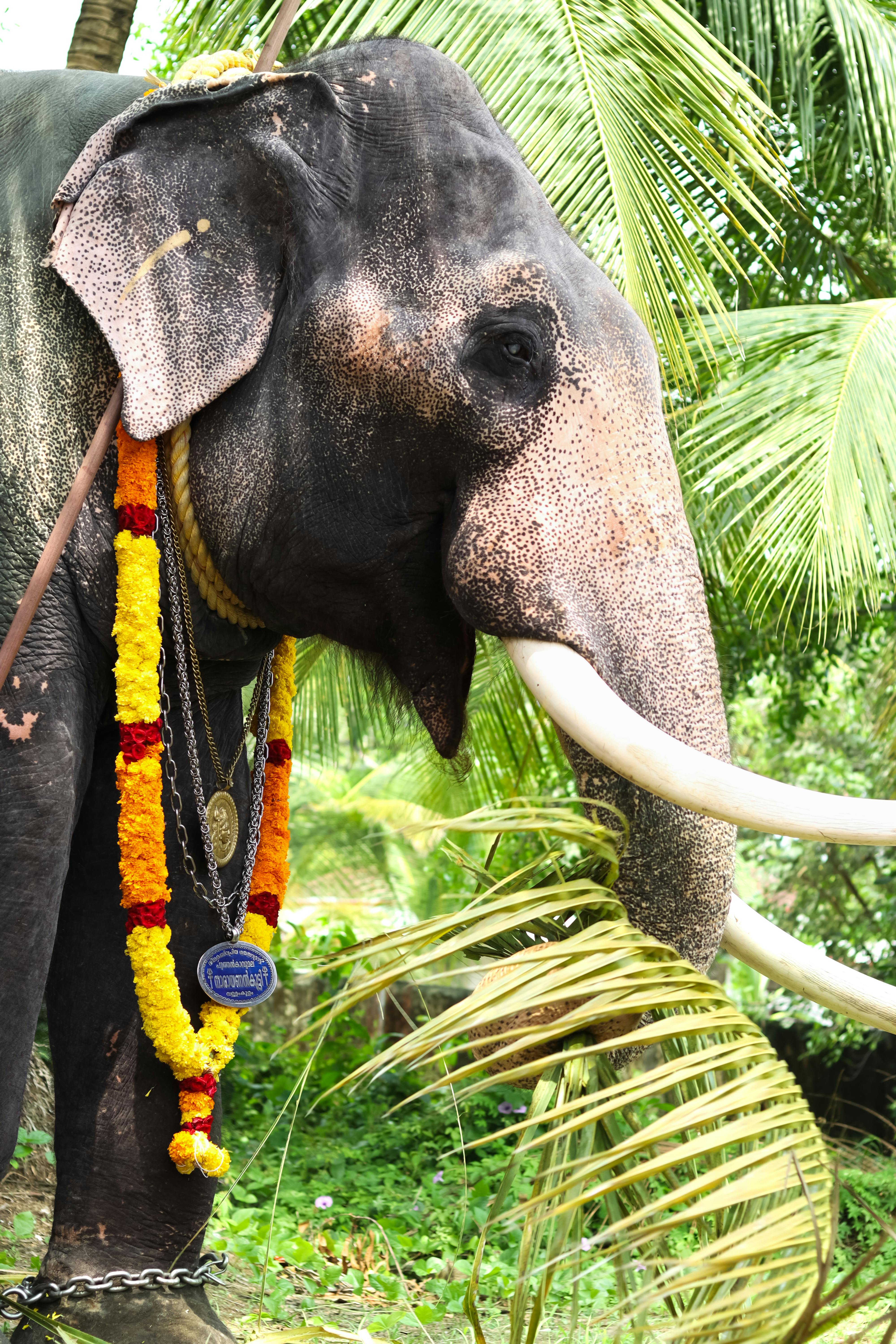 Majestic elephant adorned with garlands, standing amidst lush greenery in Alappuzha, India.