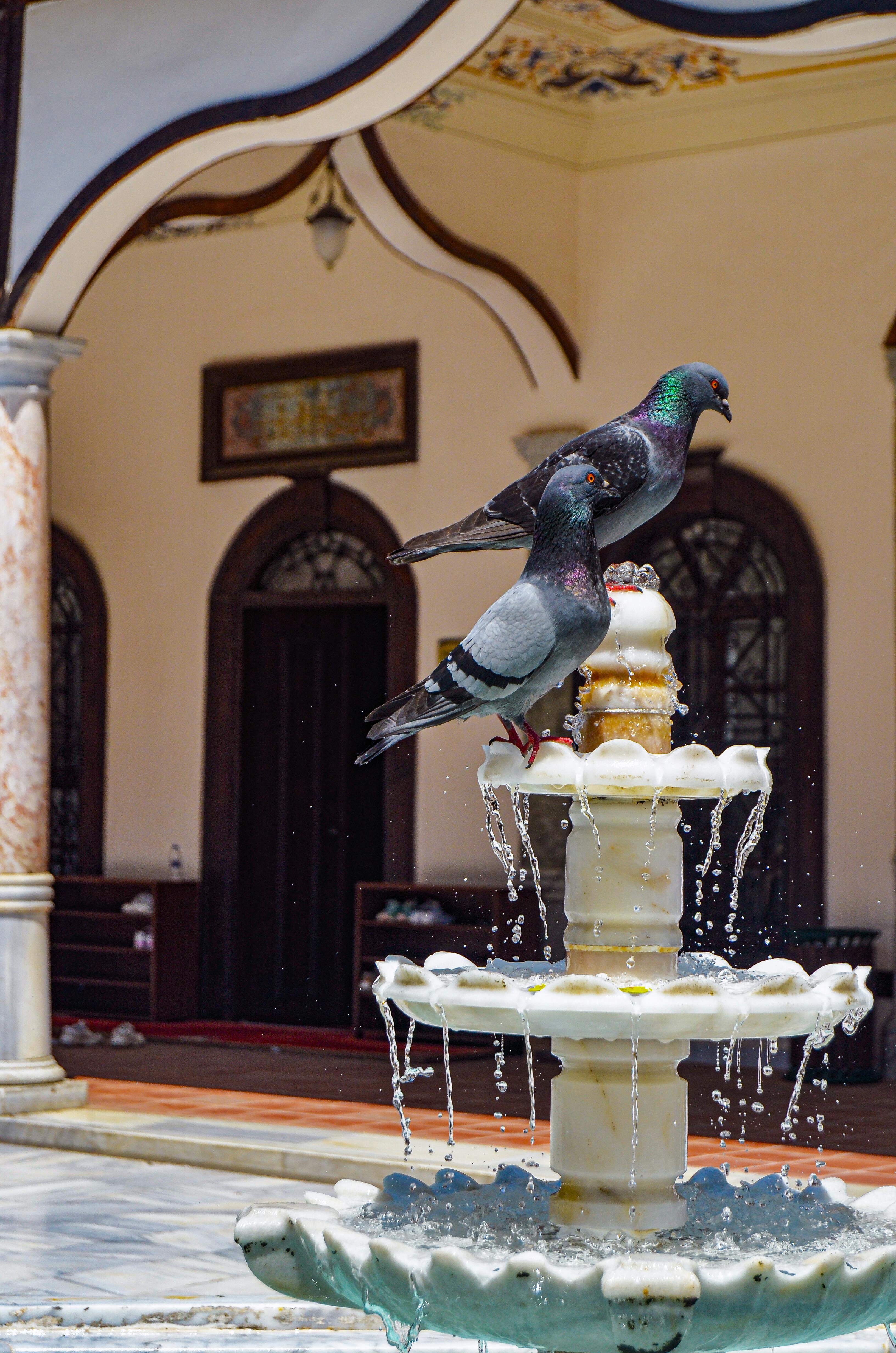 pigeon on fountain