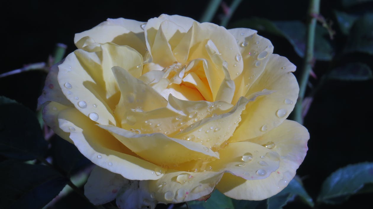 しずく バラの花 フレグランスの無料の写真素材 しずく バラの花 フレグランスの無料の写真素材