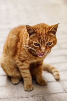 特写：一只可爱的姜猫在鹅卵石小路上舔着嘴唇