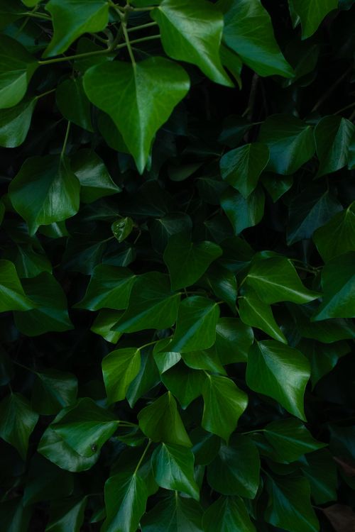 Free A detailed close-up of vibrant green ivy leaves, highlighting their lush texture. Stock Photo