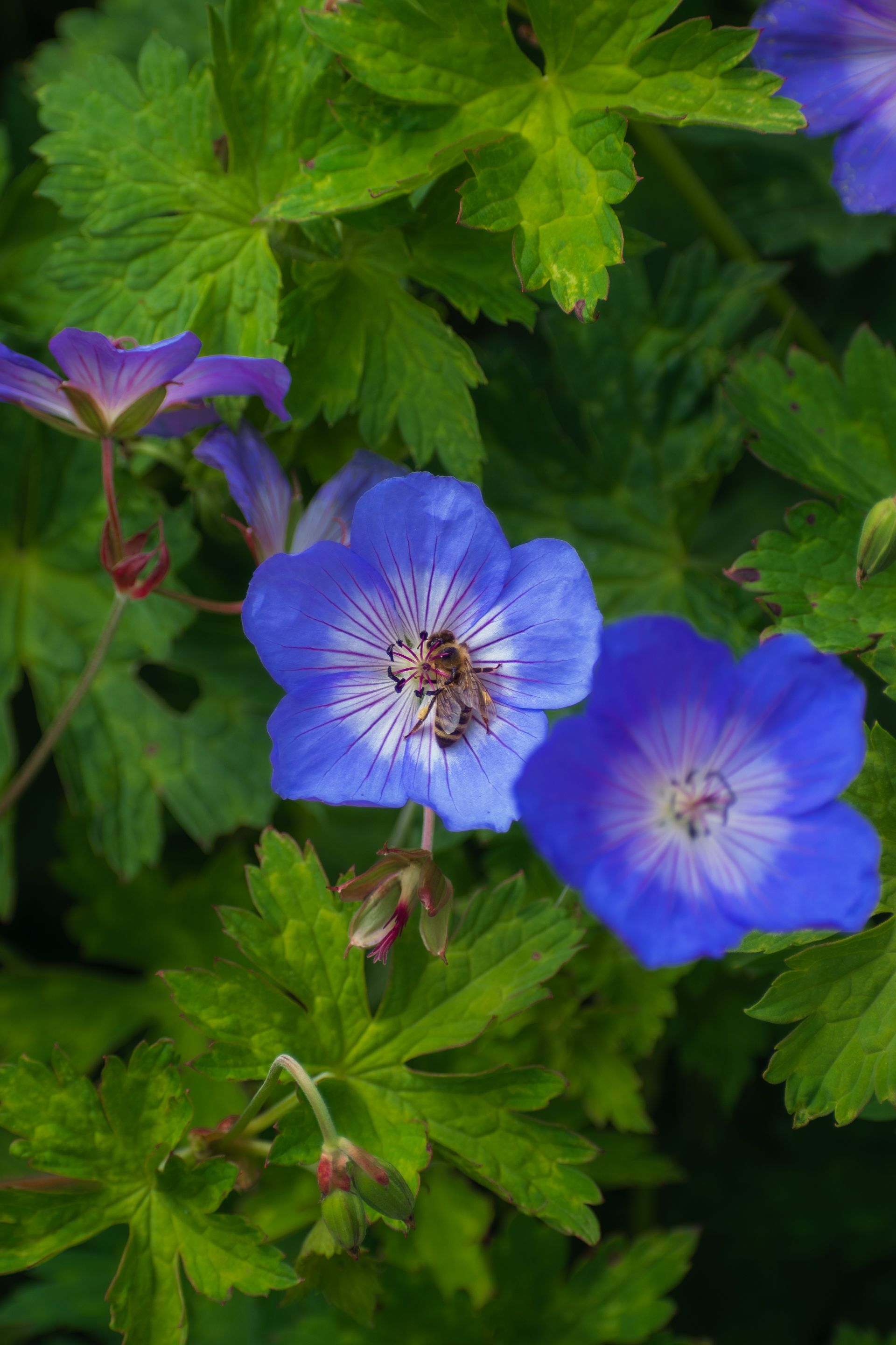 Fotomural Primer plano de una abeja polinizando vibrantes flores de geranio azul de prado rodeadas de frondosa vegetación verde.