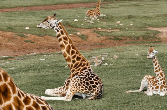 Giraffes lounging in the open landscapes of Adelaide Zoo, showcasing their majestic grace and natural habitat.