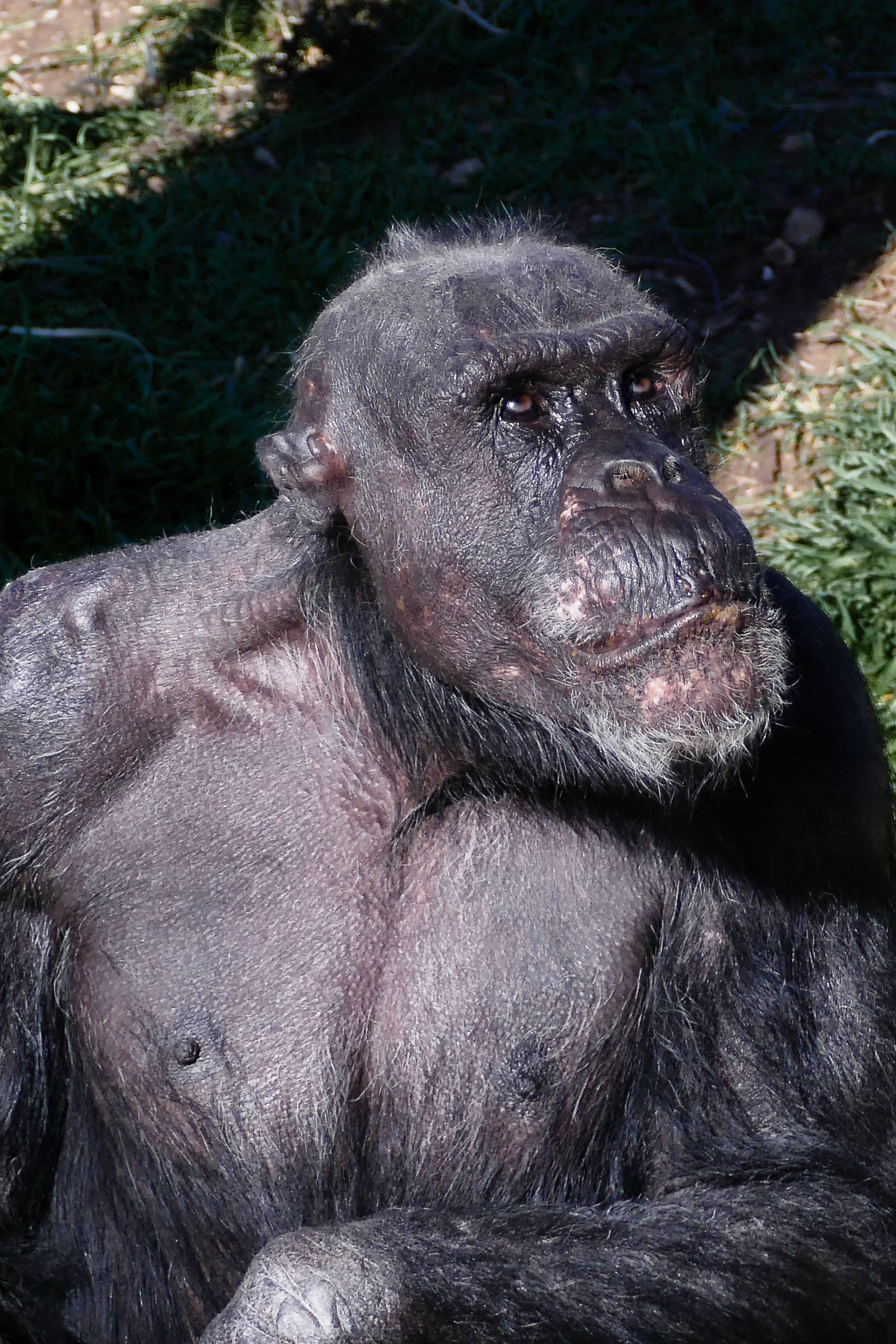 Detailed portrait of a chimpanzee basking in natural light at Monarto Zoo, Australia