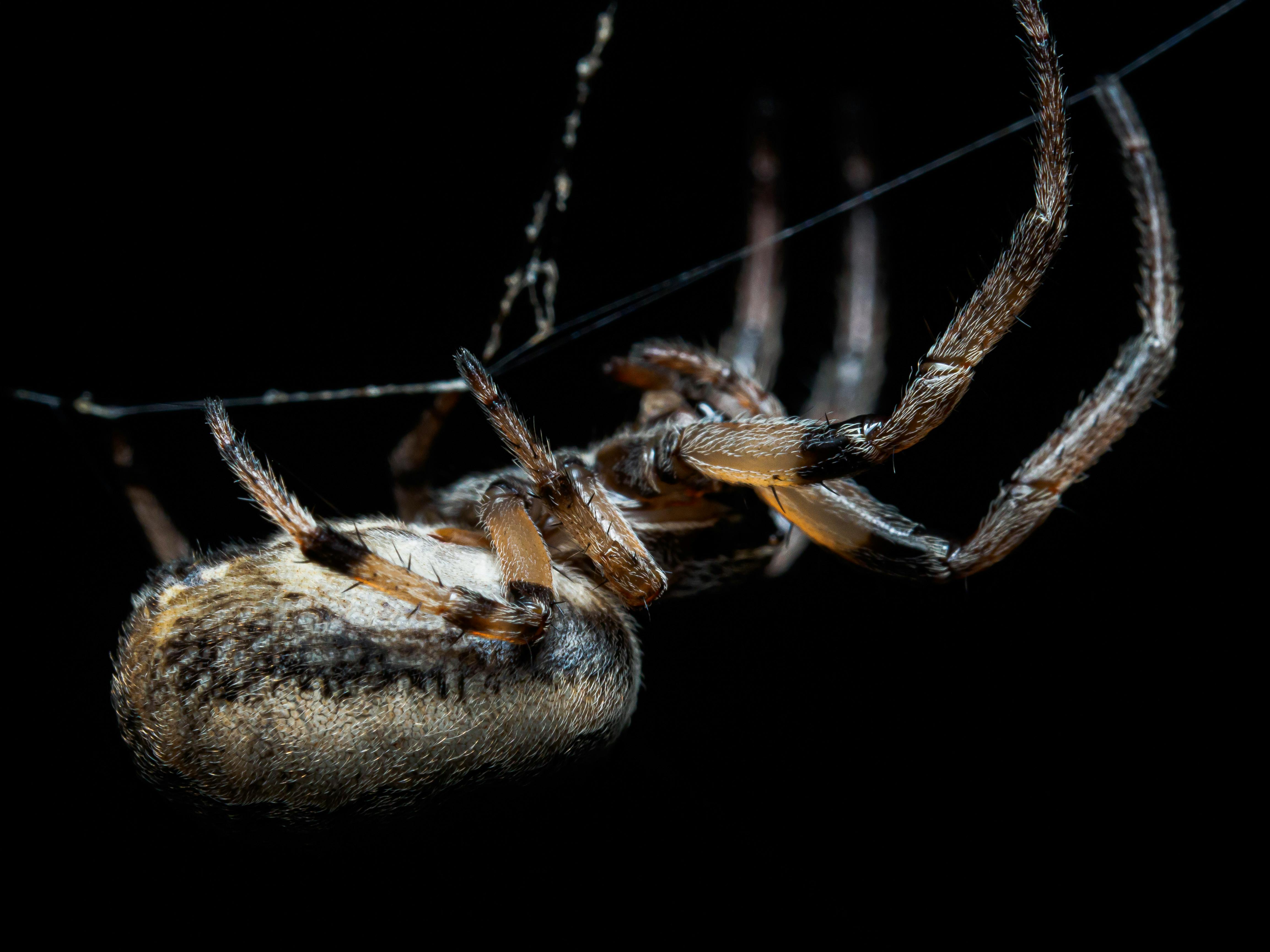 Aphonopelma