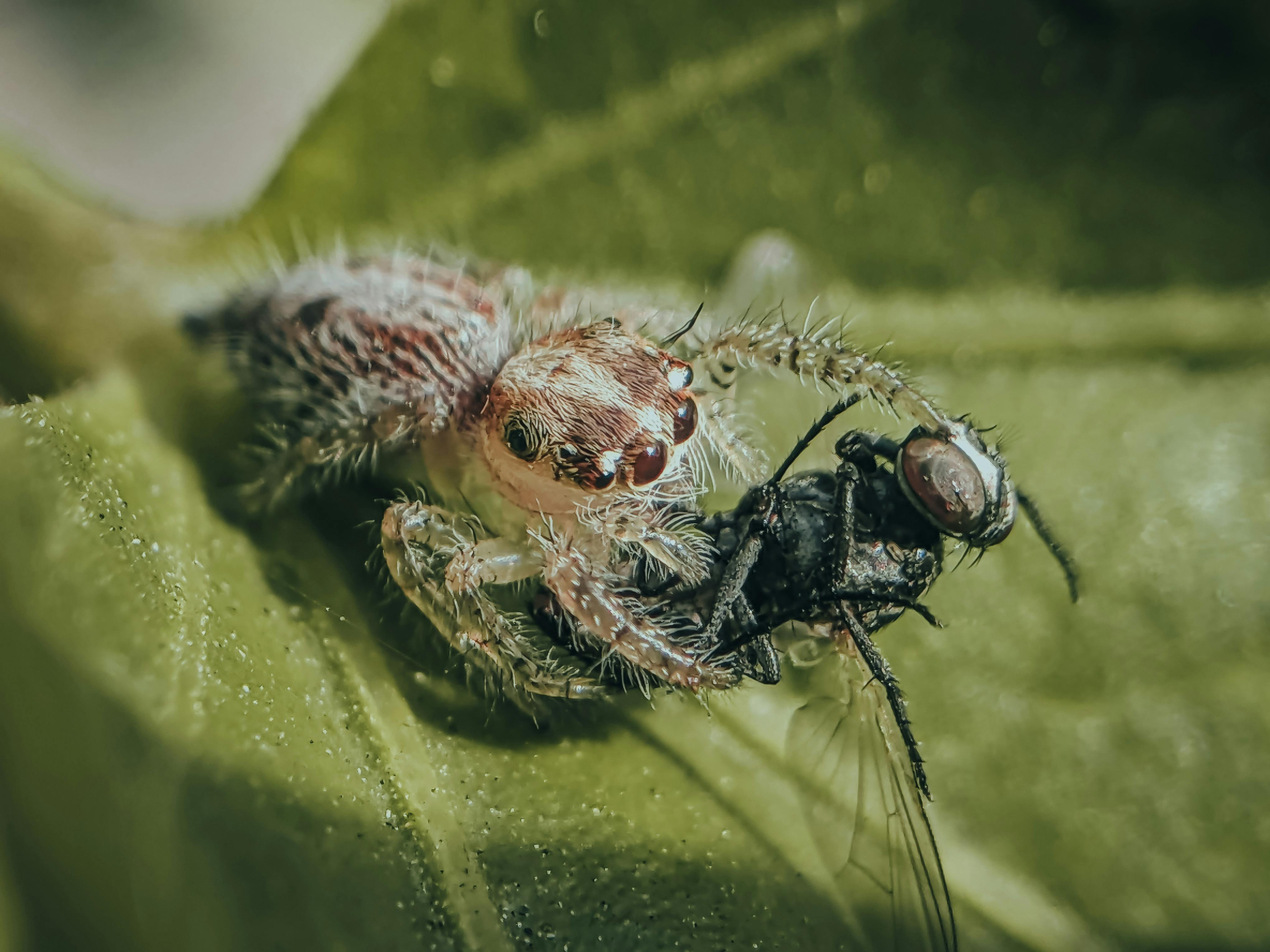 Close-up macro photograph of a spider capturing a fly on a green leaf in natural outdoor setting.