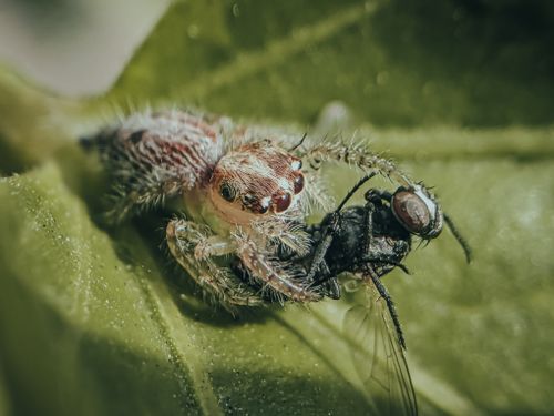 Free Close-up macro photograph of a spider capturing a fly on a green leaf in natural outdoor setting. Stock Photo