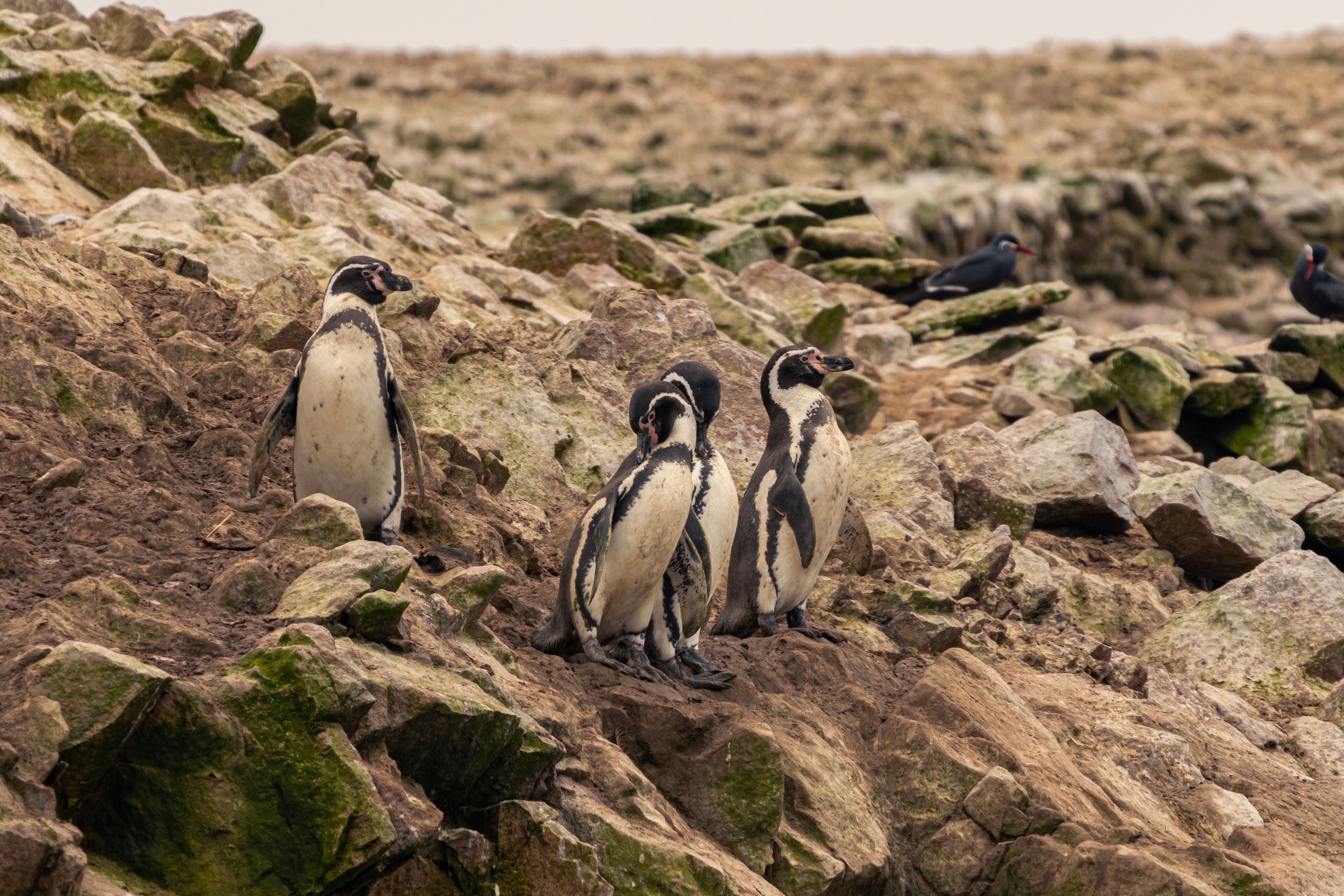 Penguins on Rocks · Free Stock Photo