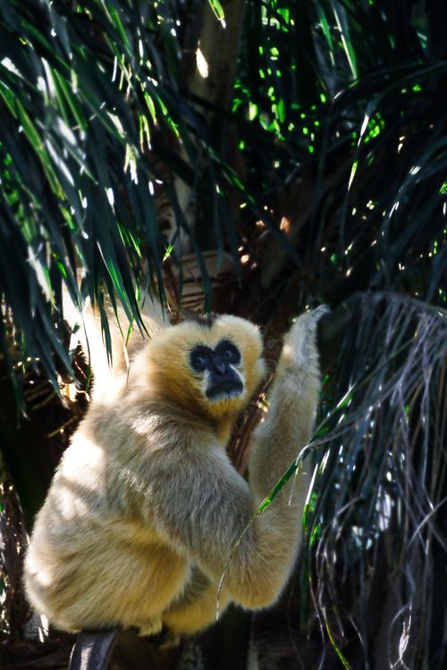 Free A yellow-cheeked gibbon in its natural habitat in Adelaide, Australia. Stock Photo