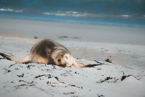 Free A seal sleeps peacefully on the sandy shores of Flinders Chase, Australia. Stock Photo