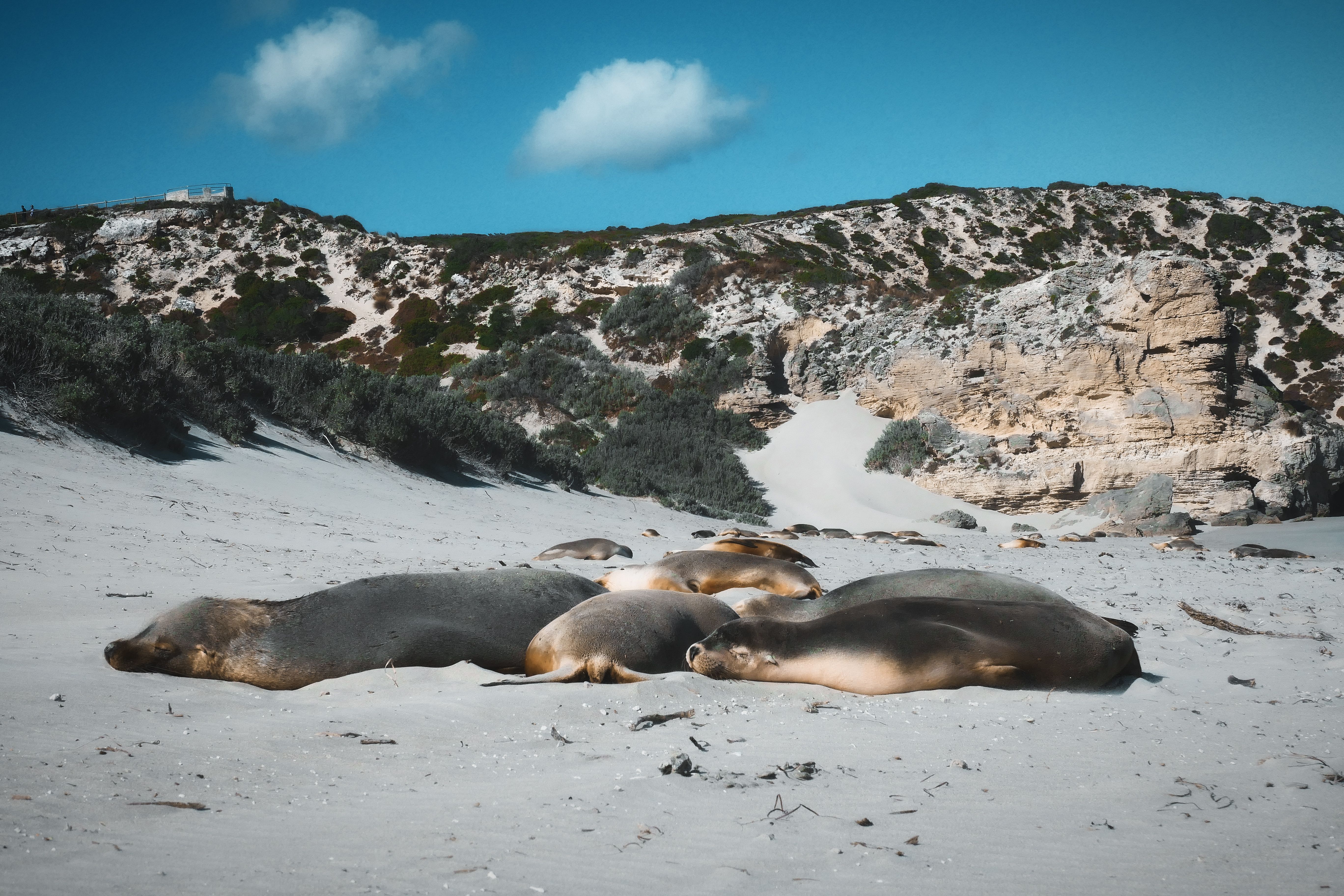Group of seals relaxing on a sandy beach at Flinders Chase, Australia.