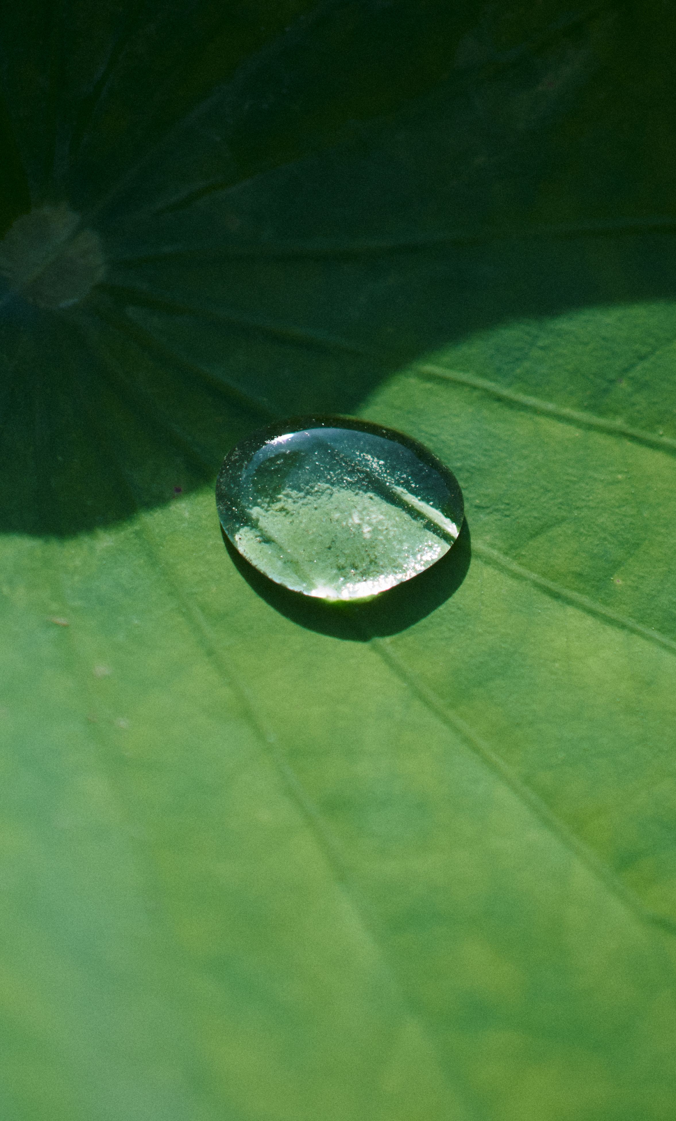 Close-up of a single raindrop on a vibrant green leaf, capturing nature's detail.
