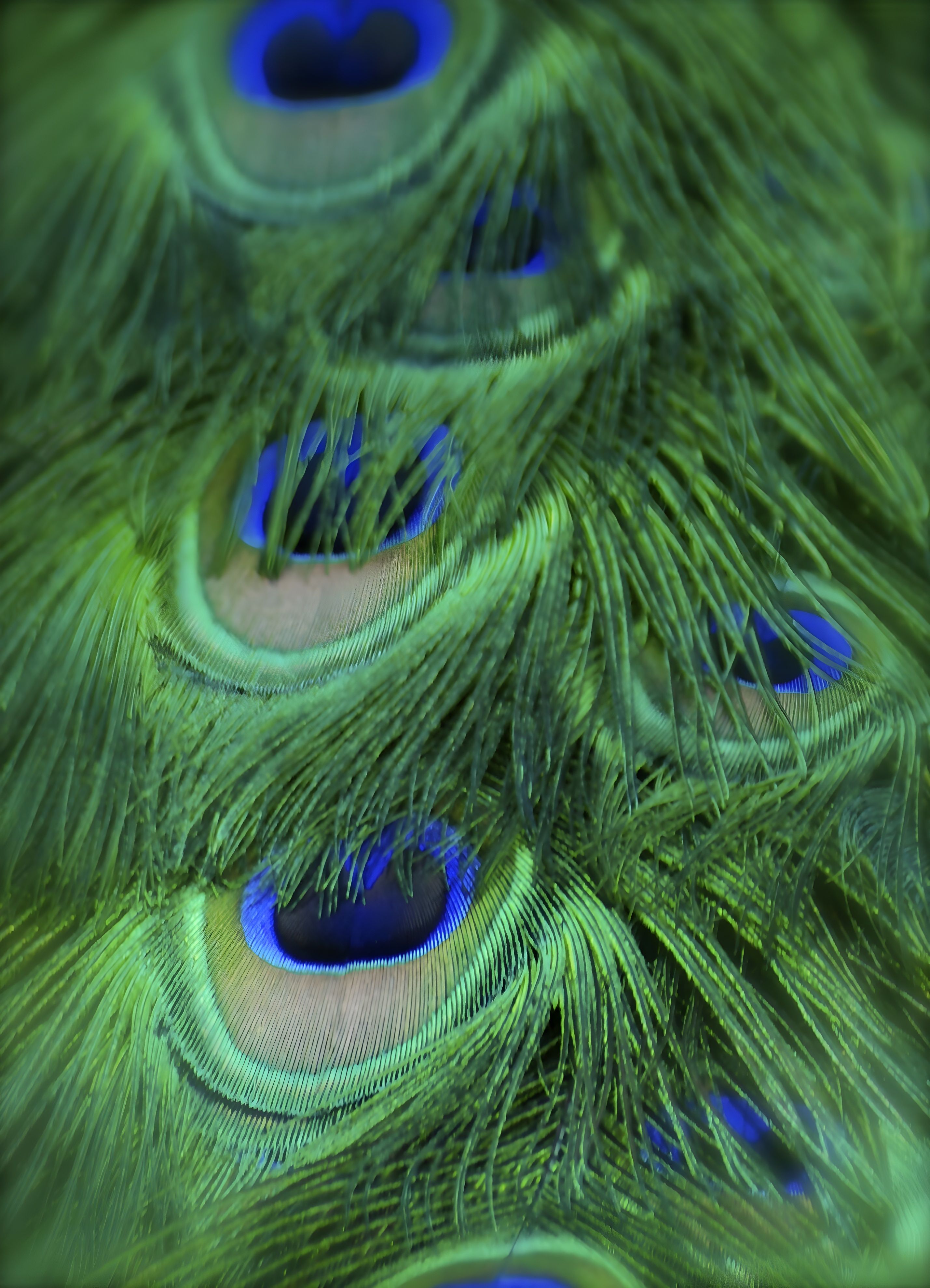 A close-up of a peacock's iridescent eye feather — the same form that inspired six centuries of Chinese court embroidery and is now the visual argument of the Golden Silk Peacock Embroidered Bag.