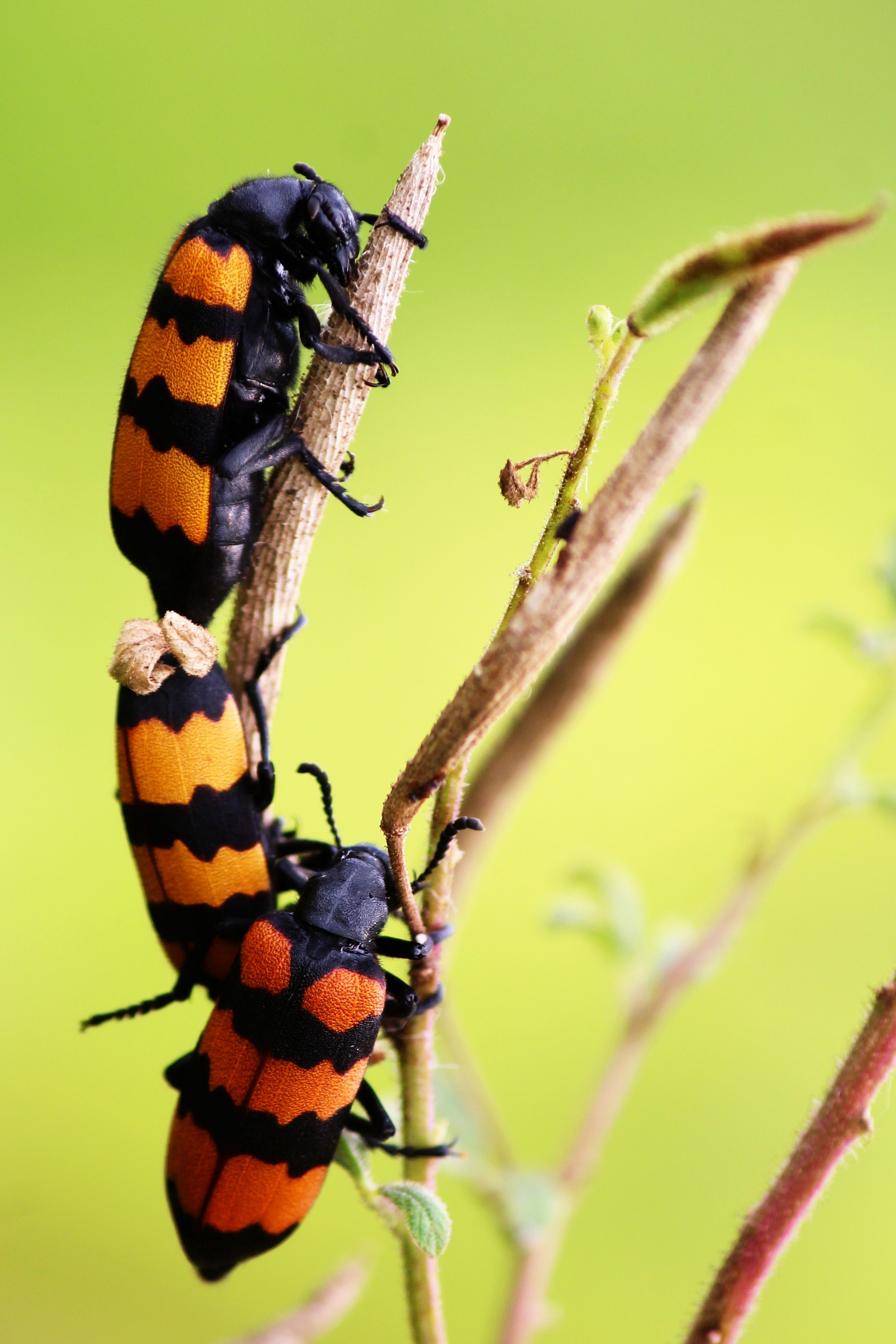 Docile Insects Photos, Download The BEST Free Docile Insects Stock ...