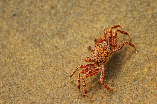 Detailed close-up of a patterned crab on sandy beach in Kolkata, India.
