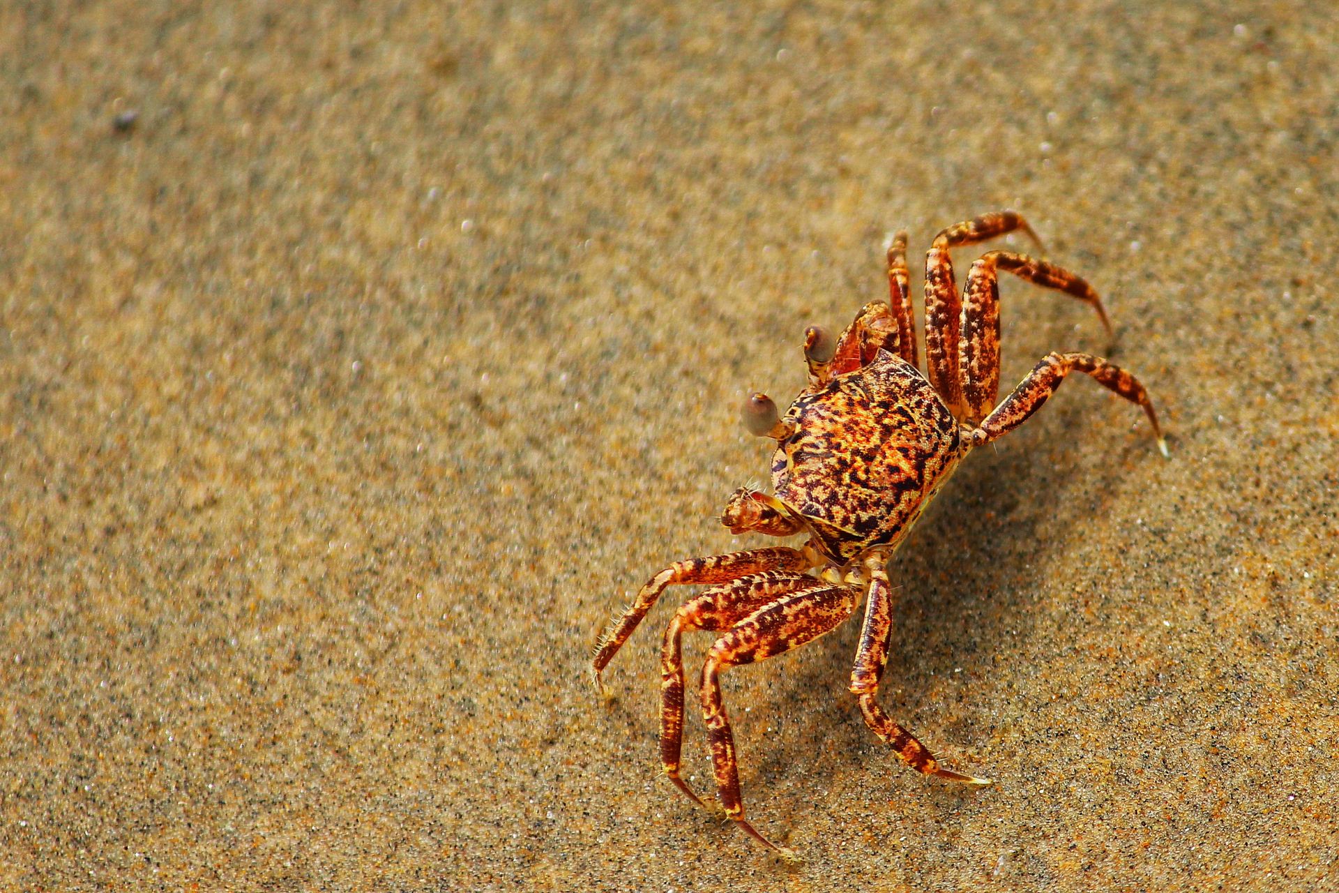 Close-up of a Crab Walking on the Sand