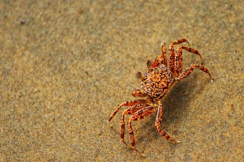 Free Detailed close-up of a patterned crab on sandy beach in Kolkata, India. Stock Photo