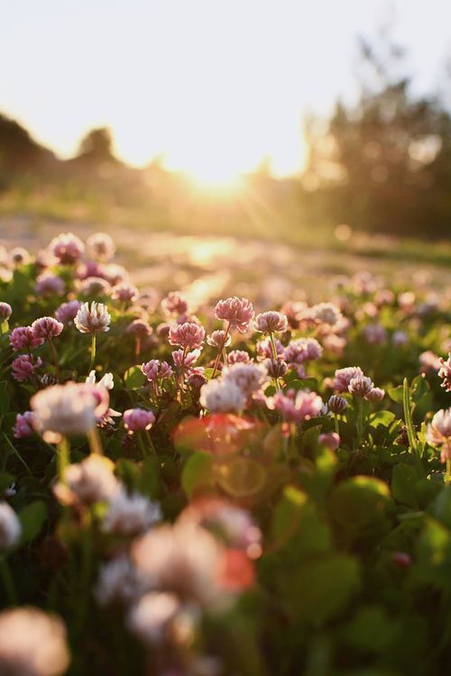 Free Beautiful sunlit pink wildflowers in a meadow captured at sunrise, showcasing natural beauty. Stock Photo