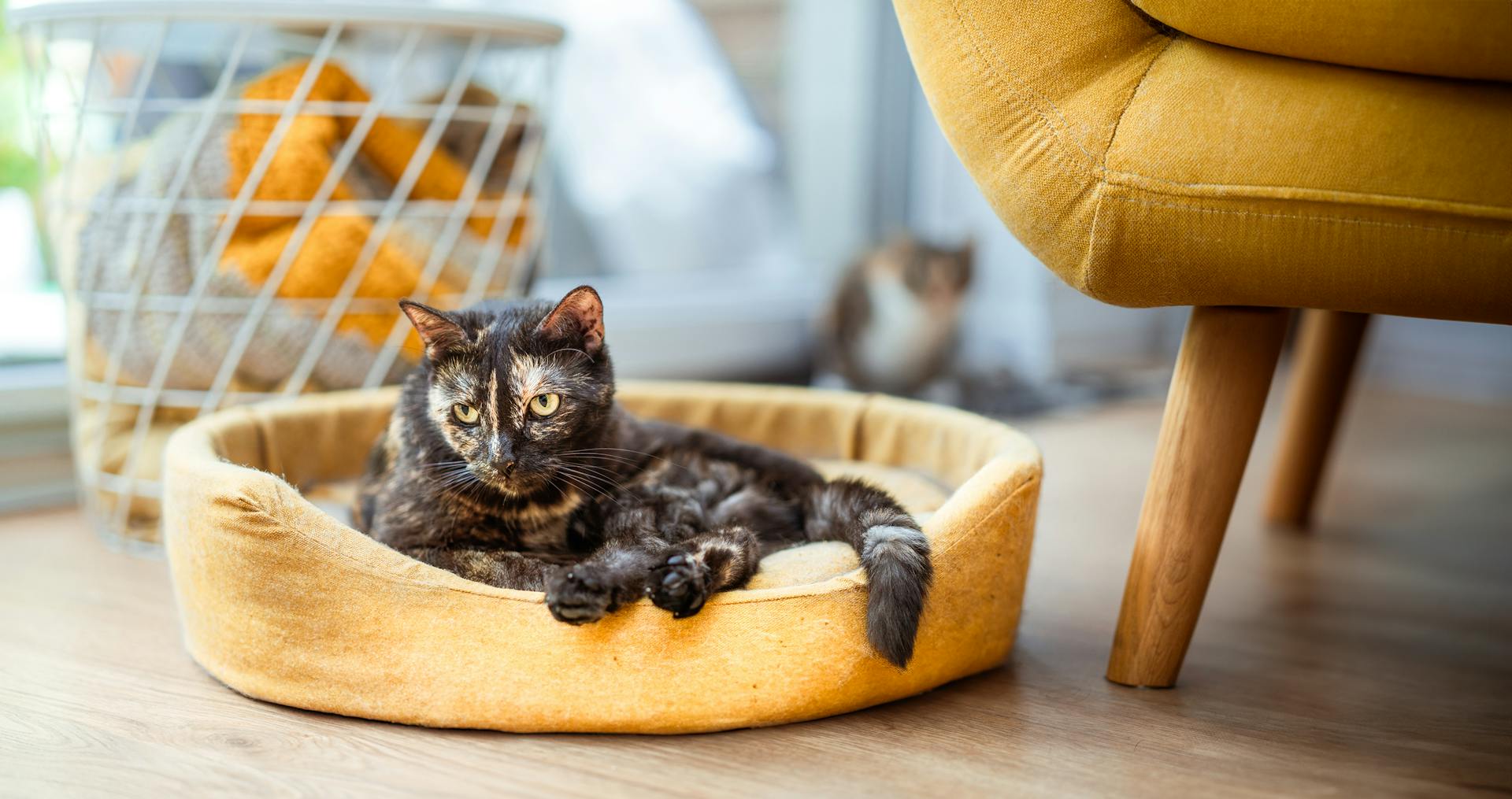 Domestic cats. Cozy home interior yellow furniture.