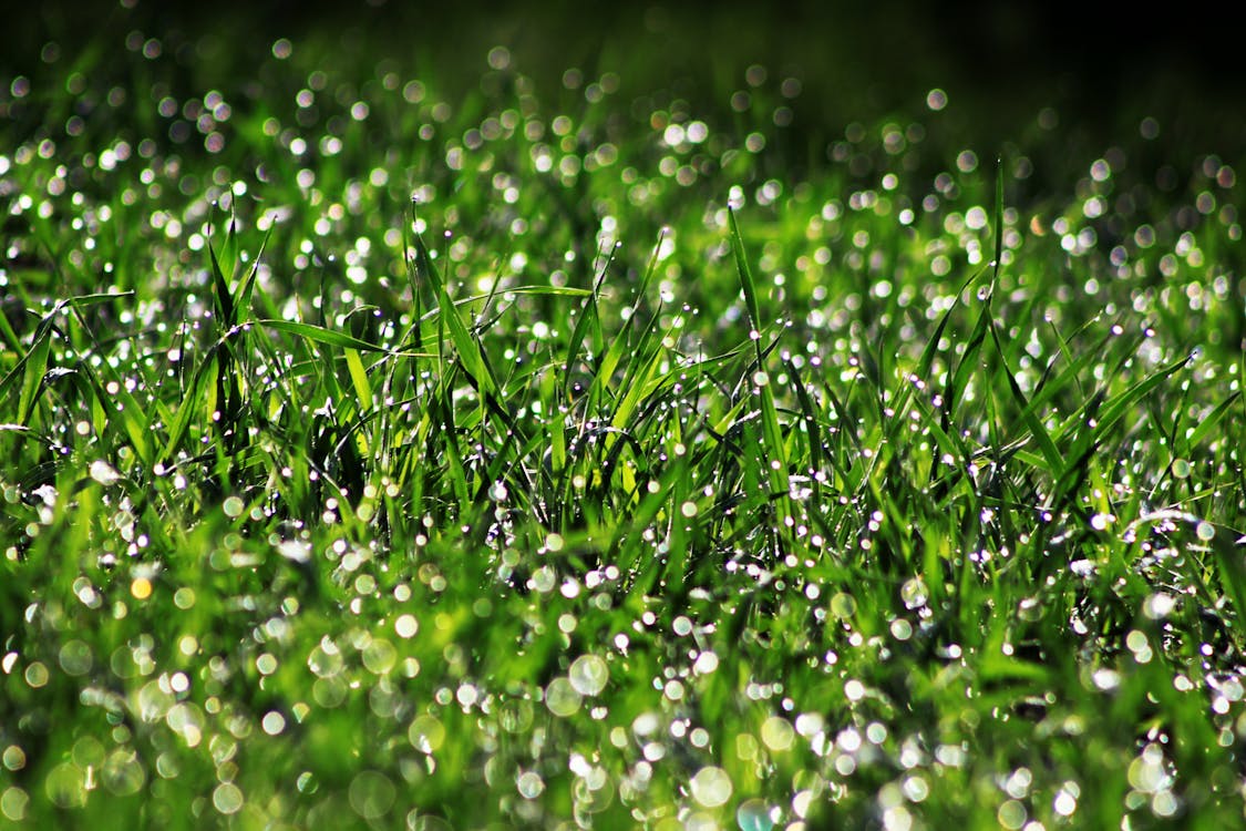 免費 綠草與水滴的選擇性攝影 圖庫相片