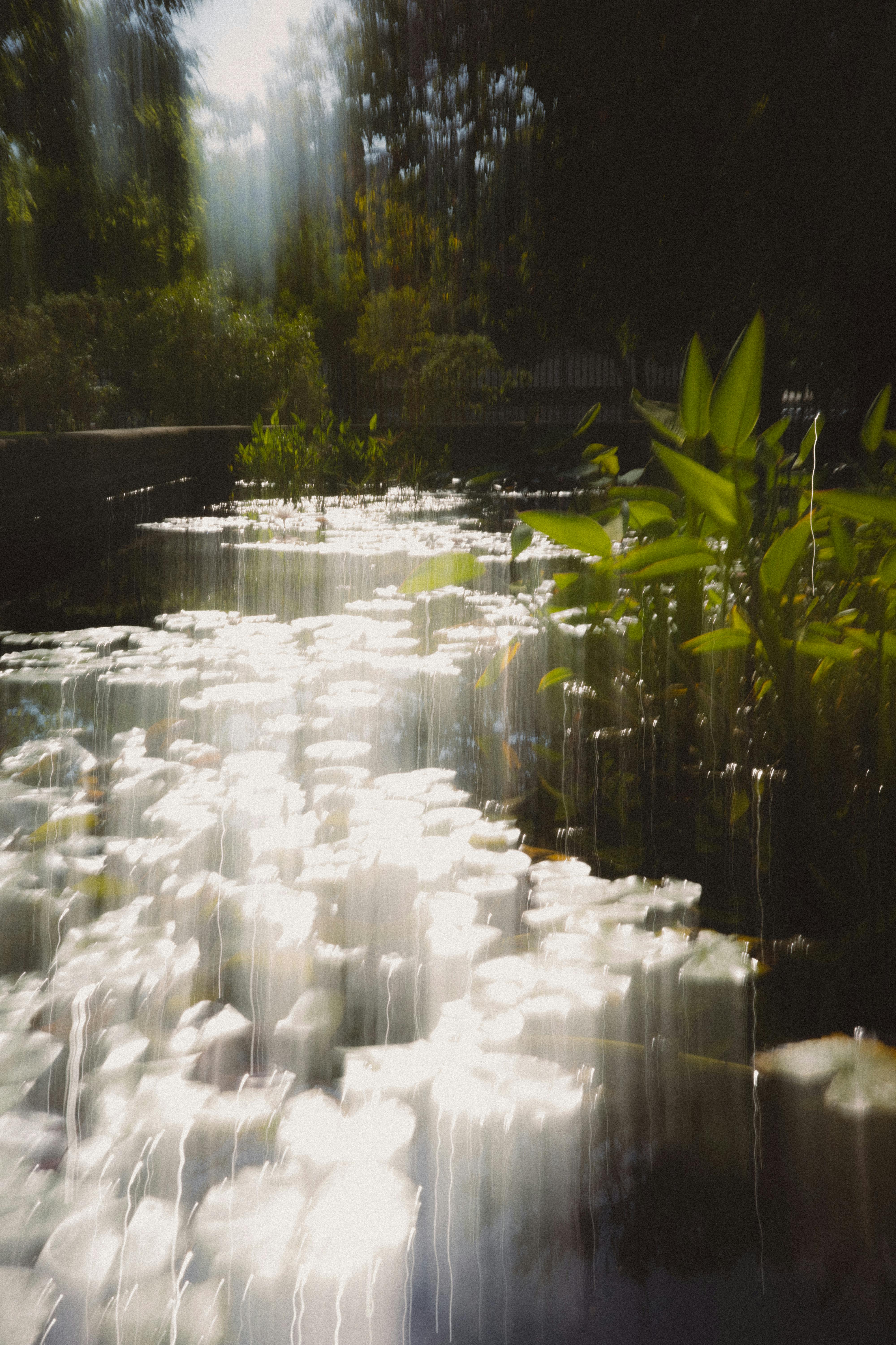 A peaceful lake scene with sunbeams highlighting water lilies and surrounding greenery.