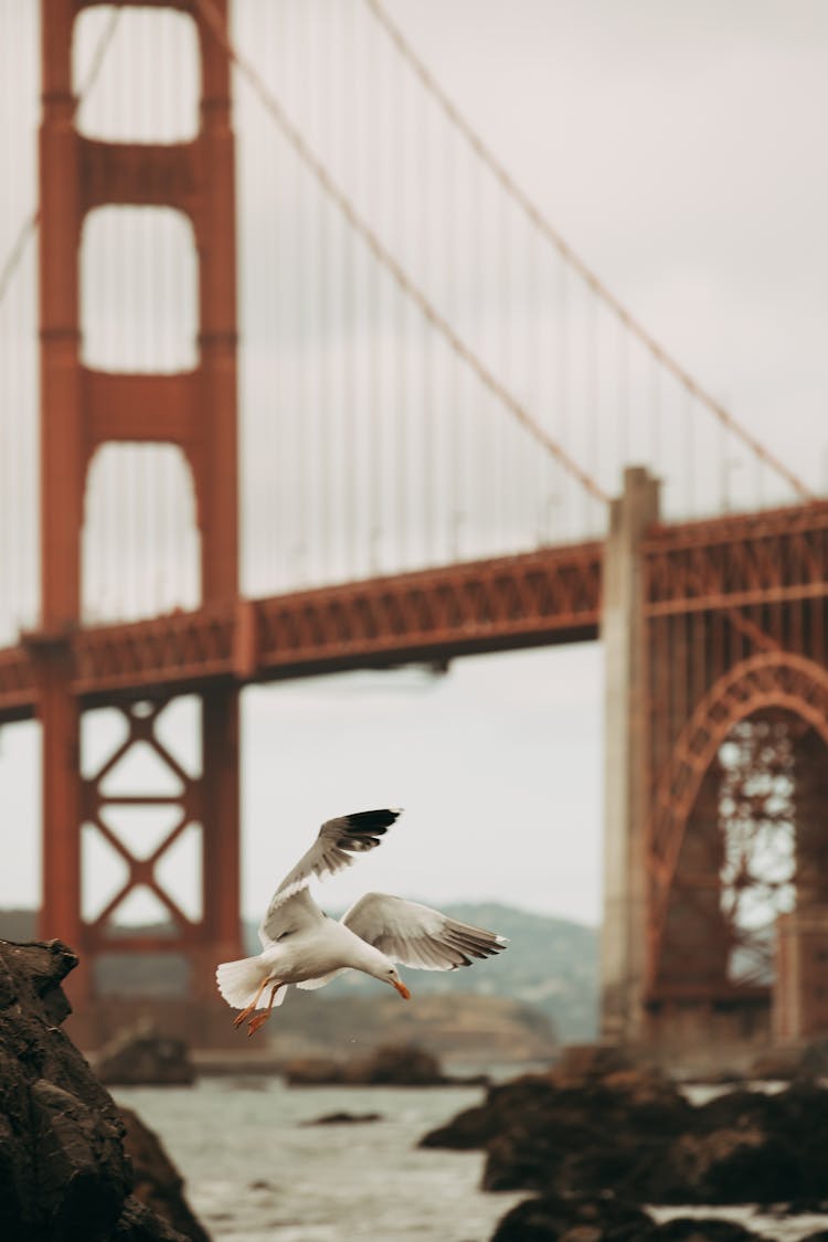 Flying Bird Near Golden Gate Bridge