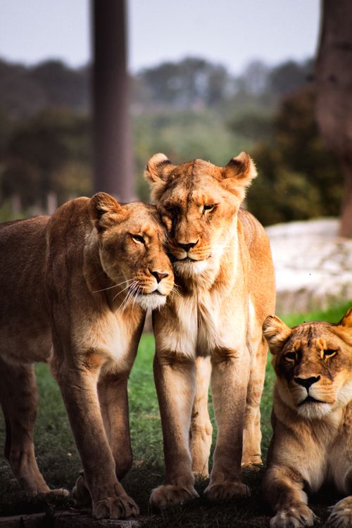 Free A group of lionesses resting and interacting in a natural setting in France. Stock Photo