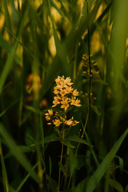 Free Close-up of a yellow wildflower surrounded by green grass, captured with selective focus. Stock Photo