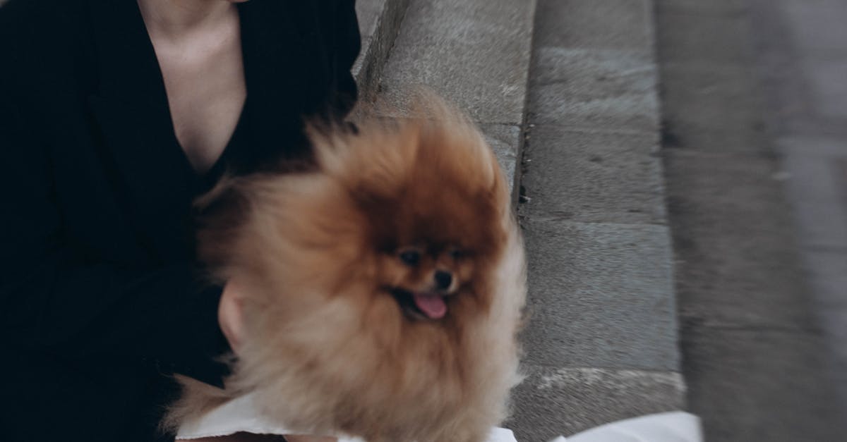 A woman sitting on some steps with a dog
