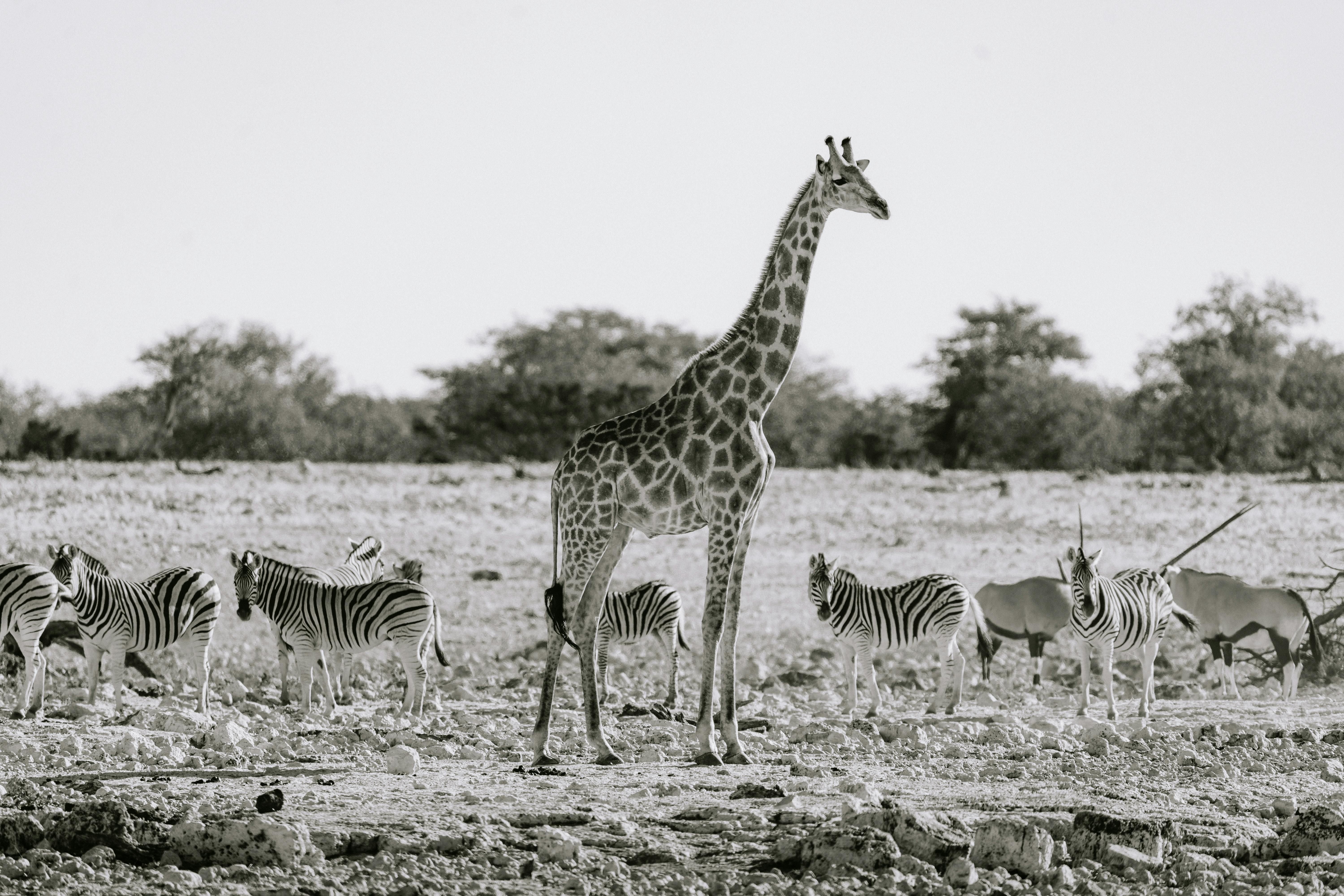 Black and white photo of giraffe and zebras on the Namibian savanna near Okaukuejo.