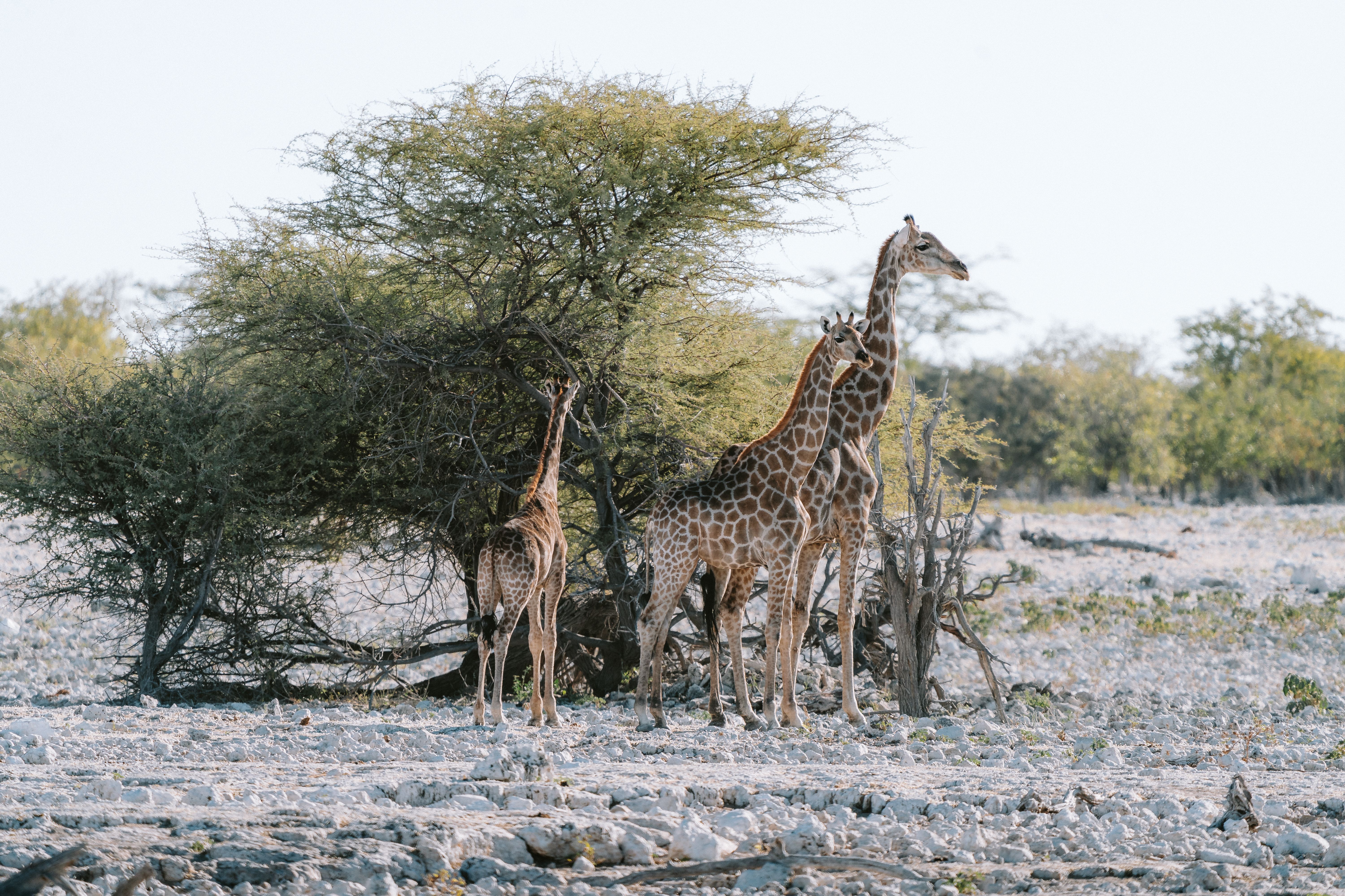 Three giraffes standing in a field near a tree · Free Stock Photo