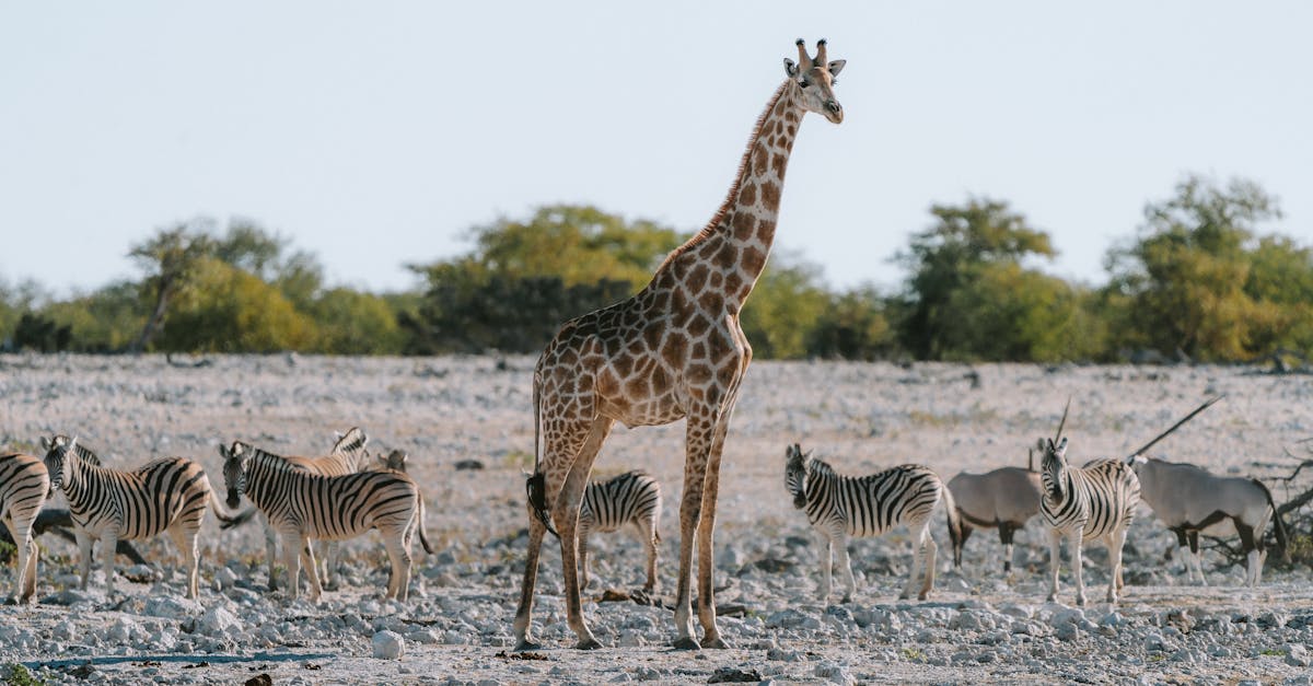 Etosha National Park